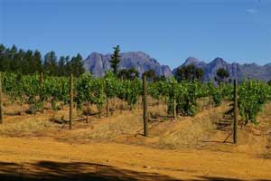Rebstöcke auf dem Weingut Diemersfontein bei Kapstadt