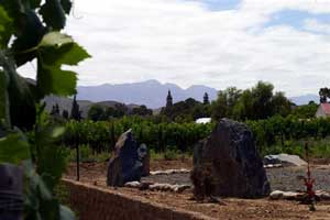 Reben in Calitzdorp, dem Ursprung südafrikanischen Portweins